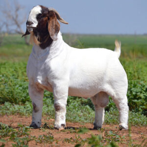 Boer Goats
