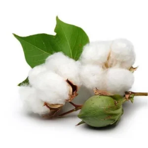 Cotton seed