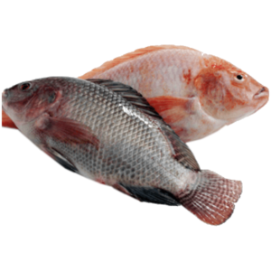 Frozen Tilapia Fish